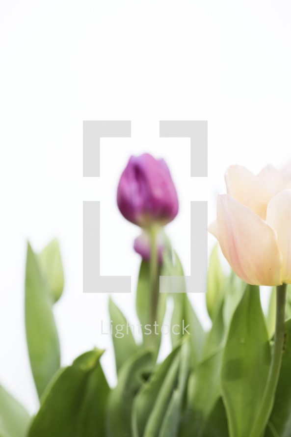 Pink and purple tulips on a white background.
