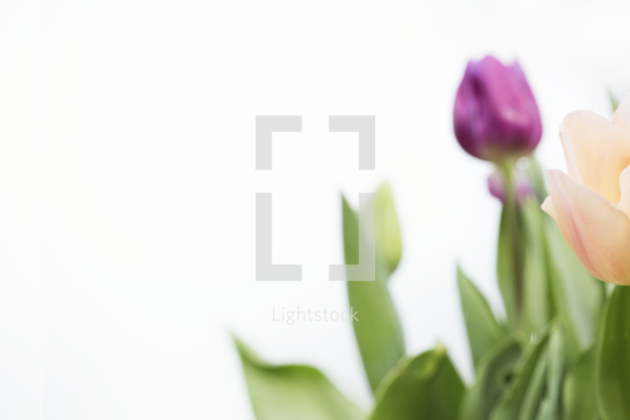 A purple tulip on a white background.