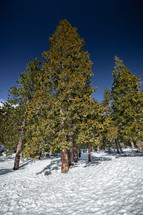 pine trees in a forest and snow on the ground 