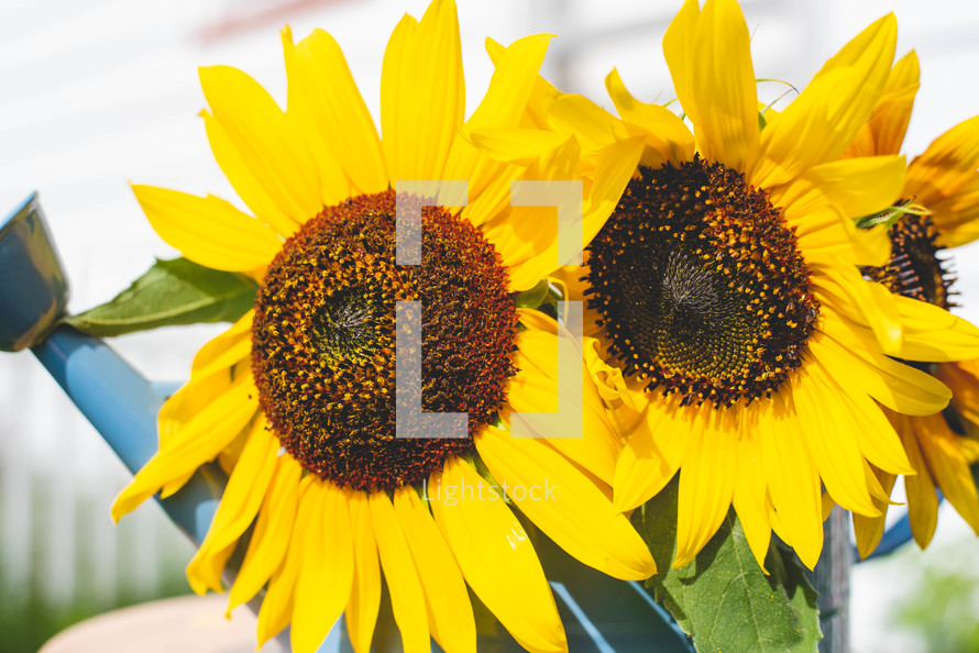 sunflowers in a watering can