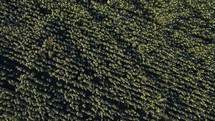 aerial view over a field of crops 