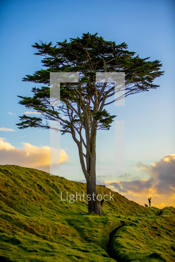 isolated tree on a hillside 