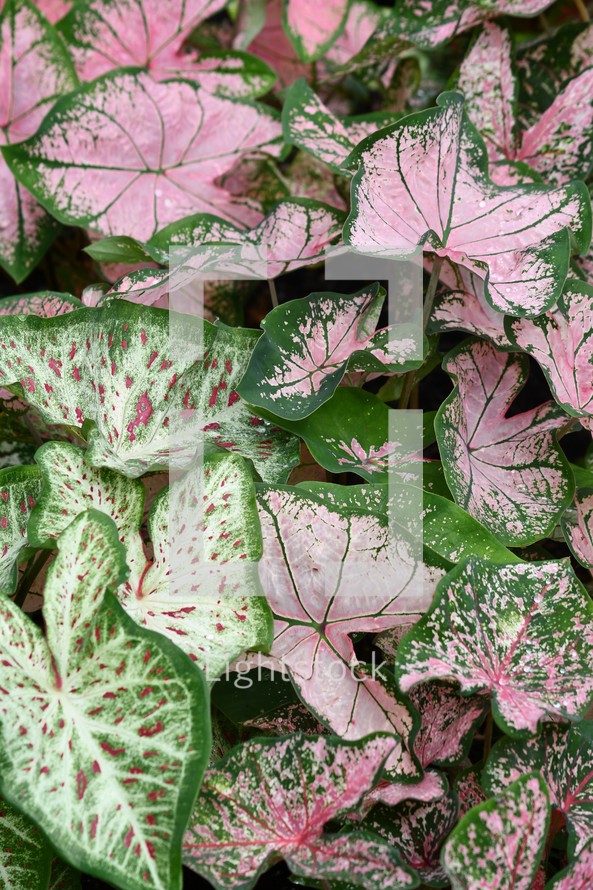 pink and green caladium leaves in a garden 