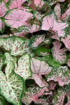 pink and green caladium leaves in a garden 