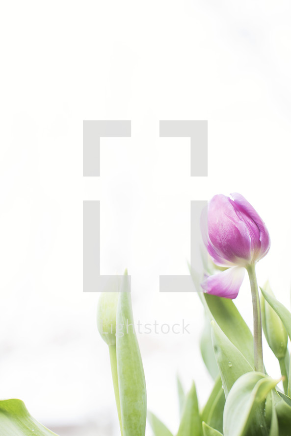 A pink tulip on a hazy white background.