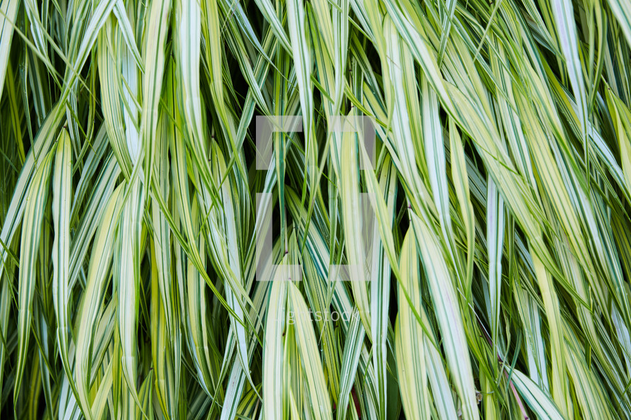 blades of decorative grasses 