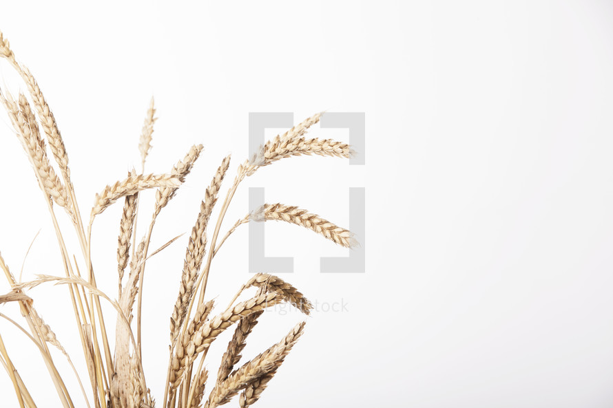 wheat stalks on white.
