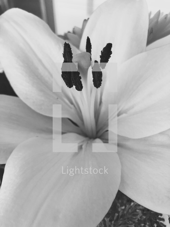 black and white lily 