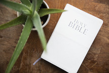 Bible and aloe on a table 