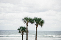 palm trees on a bush 