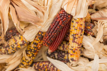 dried fall corn 