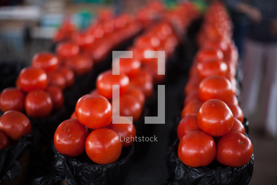 rows of tomatoes at a farmers market 