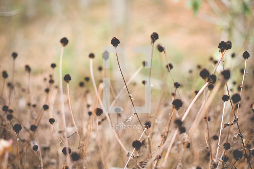 dried flowers in a field 
