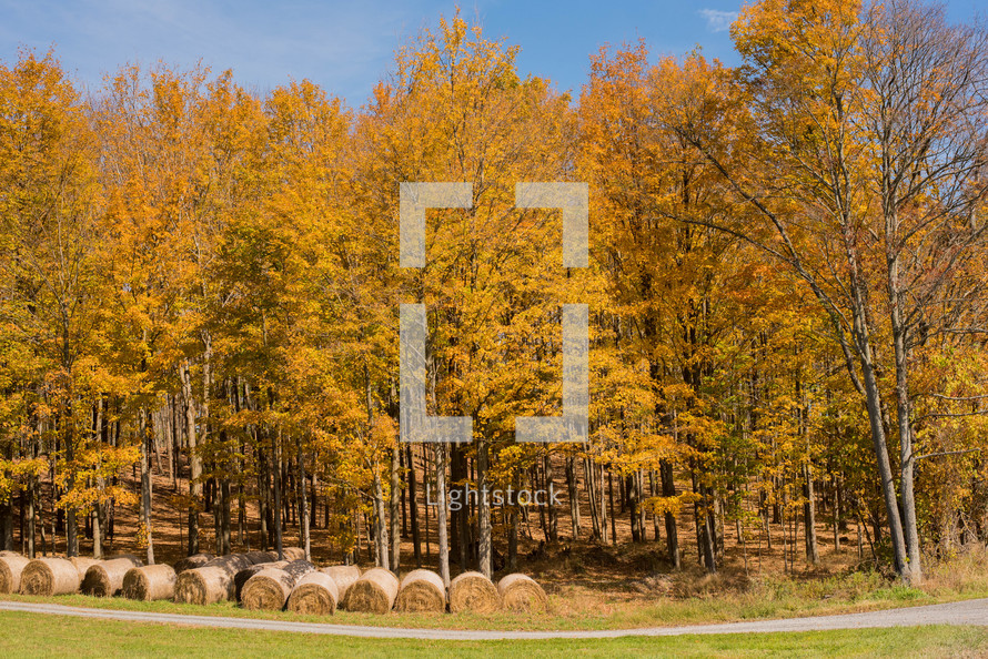 hay bales and fall trees