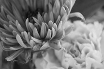 flower in black and white 