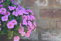 potted pink petunias against a brick wall 