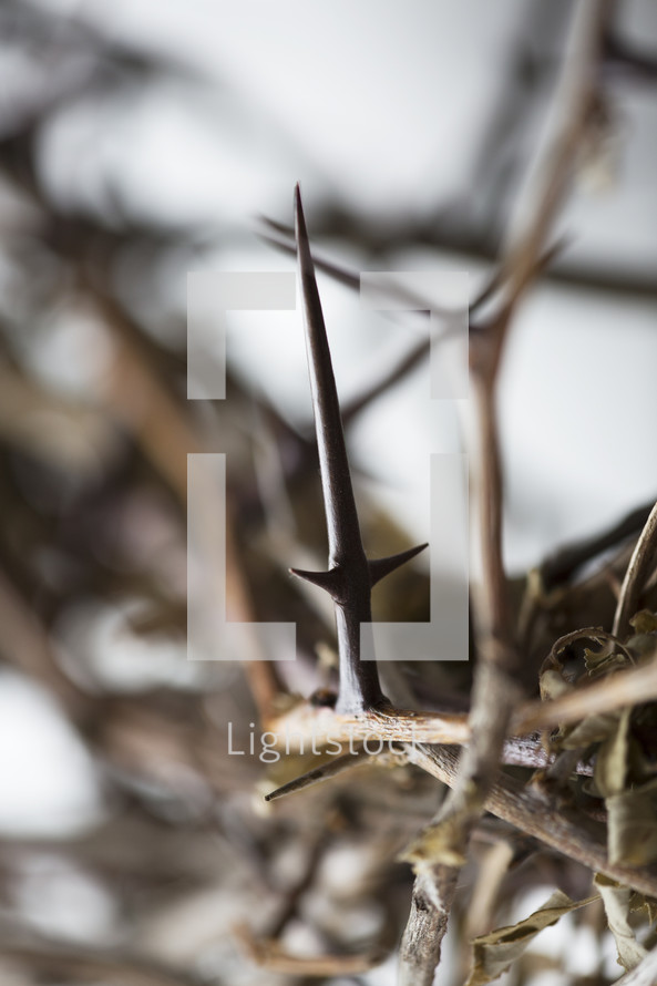 macro shot of a crown of thorns.