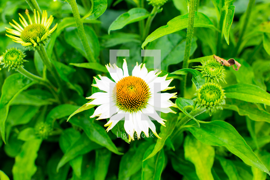 white flower with yellow center 
