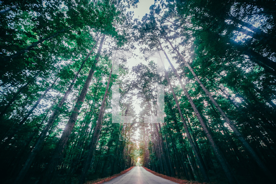 road through a forest 