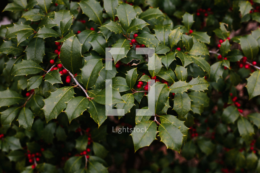 red berries on a holy bush 