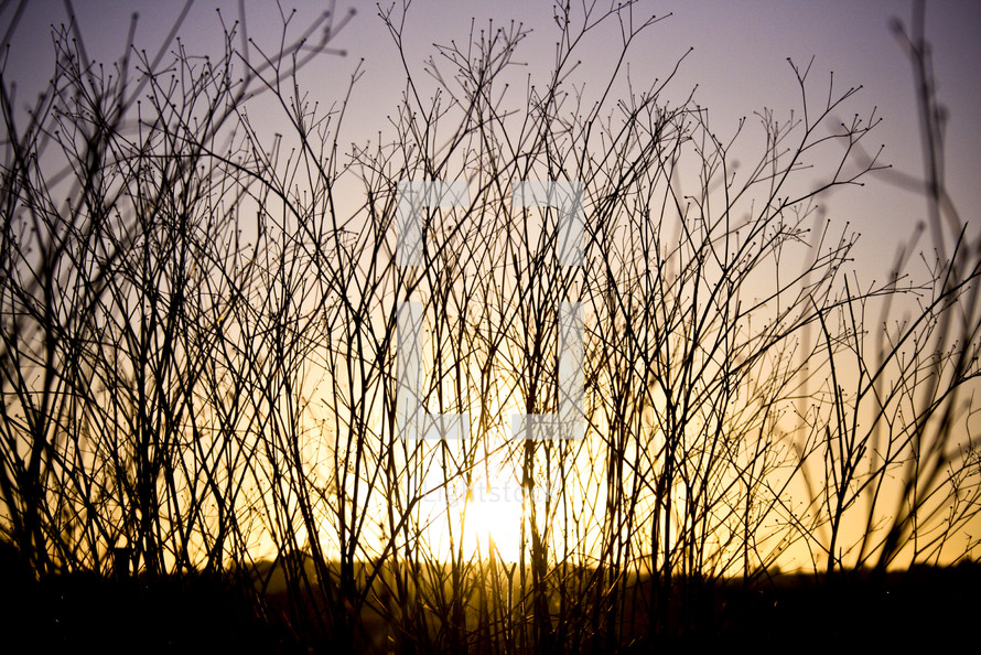 branches at sunset 