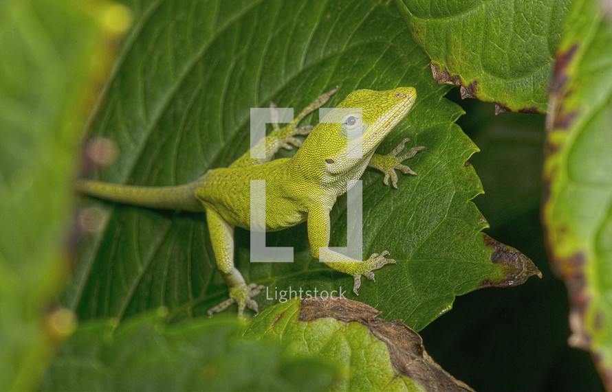 Lizard on a leaf.