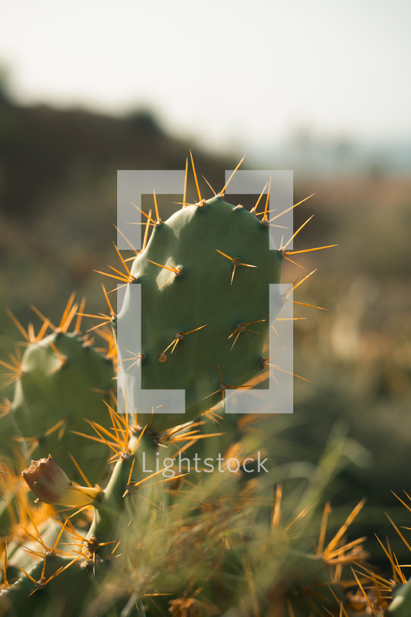 Small cactus plant growing in the wild, desert cacti plants, spiky flower, hot climate nature