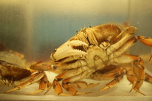 crabs in a tank 