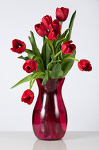 red tulips in a red vase