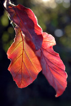 sunlight on a red leaf 