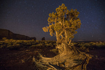 A tree in the desert against a night sky.