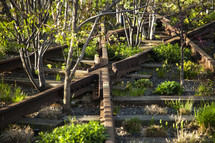 trees growing through abandoned railroad tracks