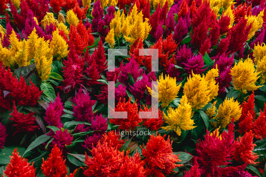 A full frame of yellow, Orange and red flowers, in the Botanical garden in São Paulo Brazil.Abstract Background.