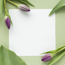 tulips and blank paper background.