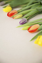row of tulips 