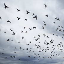 flock of birds 