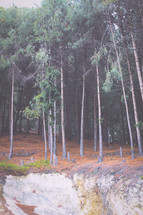 trees in a forest 