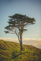 solo tree on a hillside 