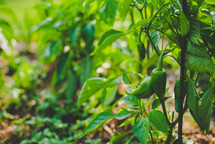 peppers in a garden 