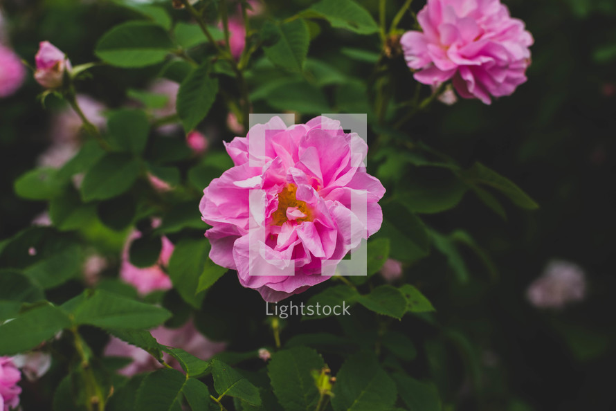 pink roses on a rose bush 