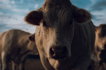 Close-up of a cow's face, surrounded by flies, countryside photo