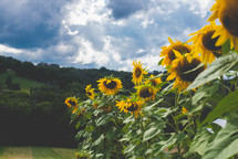 sunflowers on the farm 