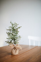 miniature Christmas tree on a wood table 
