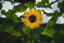 sunflowers 