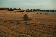 Hay bale in a barley field, wheat field at harvest time, farm land rural setting
