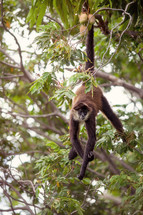 monkey hanging by its tail in a tree 