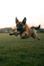 Dog running through a field, German Shepherd playing in a park, jumping dog