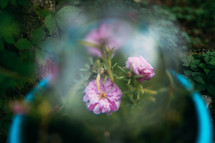 magnifying glass over pink flowers 