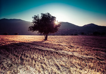 isolated tree in an open field 