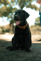Black Labrador puppy dog, cut doggy, sitting pooch